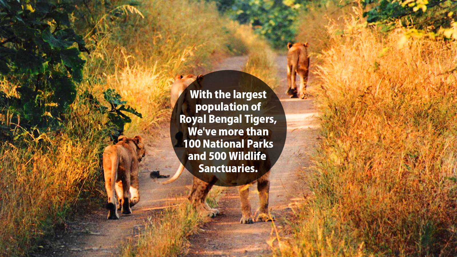 National Parks &Wildlife Sanctuaries of India