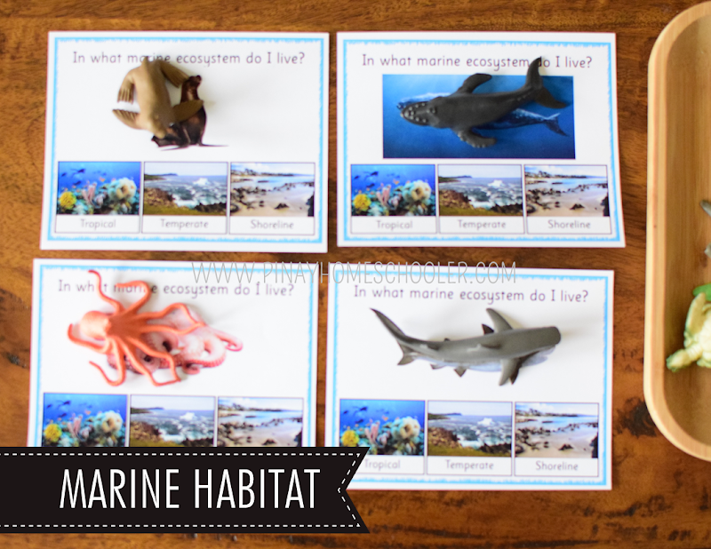 Ocean Theme Toob Printable Learning Materials