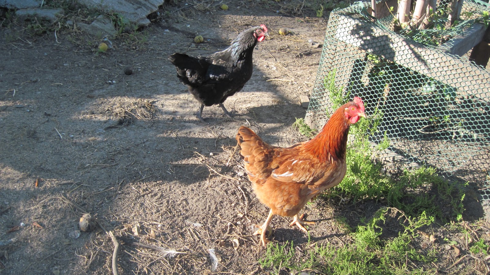 Laying Eggs Bleach Telegraph