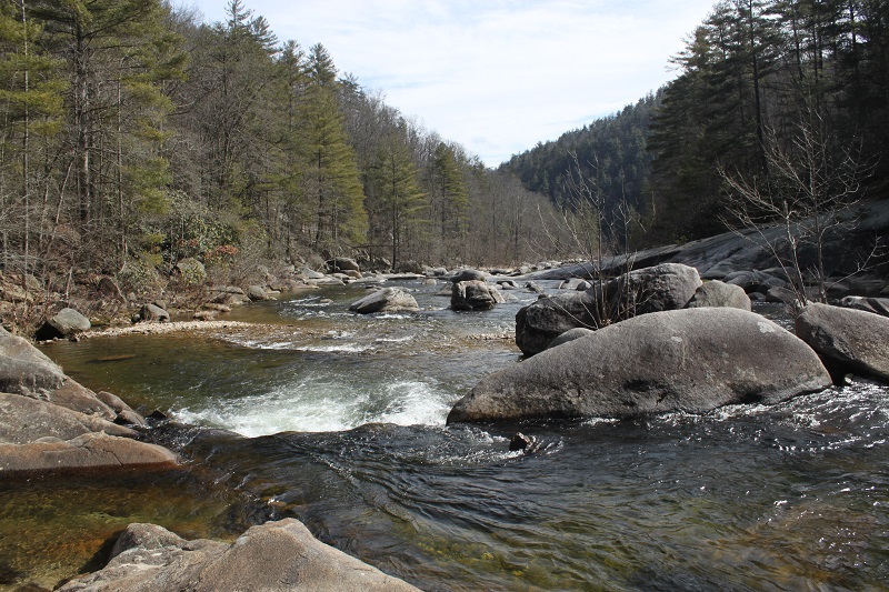 Til the Last Hemlock Dies Wilson Creek?