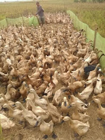 Cara Ternak Bebek Petelur Kering Tanpa Air Untuk Pemula Koran
