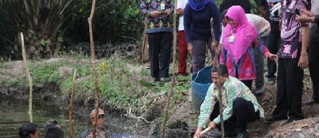 Berikut Teknik Pembesaran Ikan Patin secara Intensif