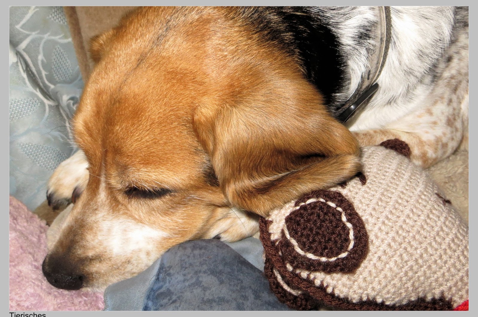 Tierisches Wenn ein kleiner Hund eine große Reise macht