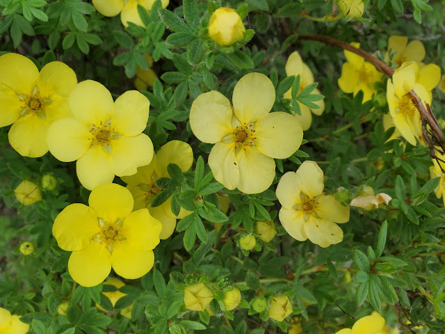 Image of yellow floweri.g shrubbery