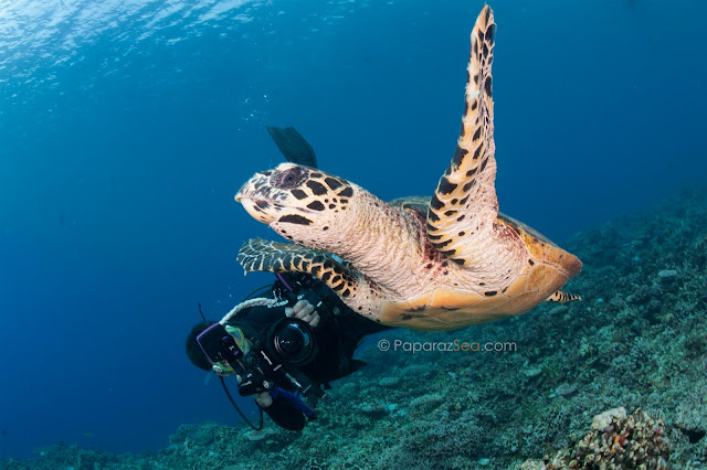 Apo Reef, Jun V Lao, Underwater Photography PaparazSea, Scuba Divng, Philippines
