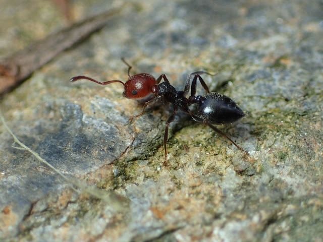 Crematogaster scutellaris Crematogaster scutellaris