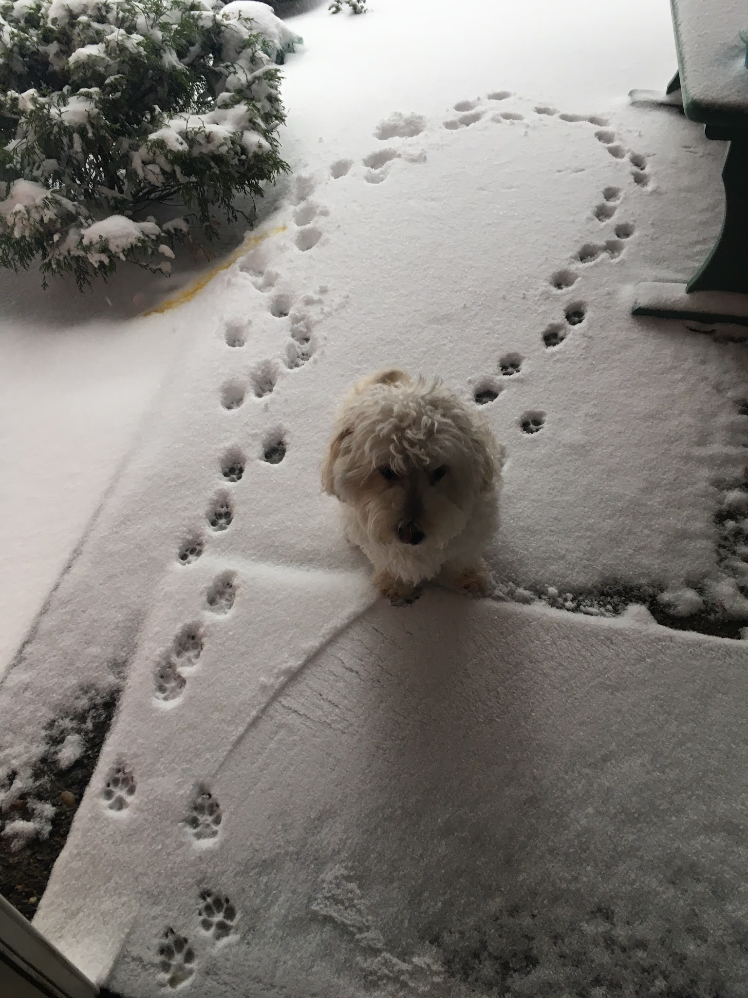 Henry dog's life Short Stubby Little Legs