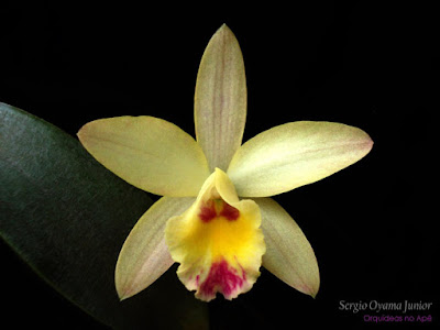 Orquídea Sophrocattleya Beaufort