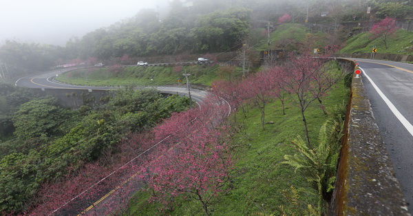 台中新社|新社興和產業道路的連續彎路櫻花林|路旁轉角的櫻花之美