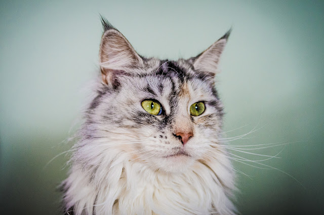 Ziva the Maine Coon by Nicholas Erwin from flickr (CC-NC-ND)