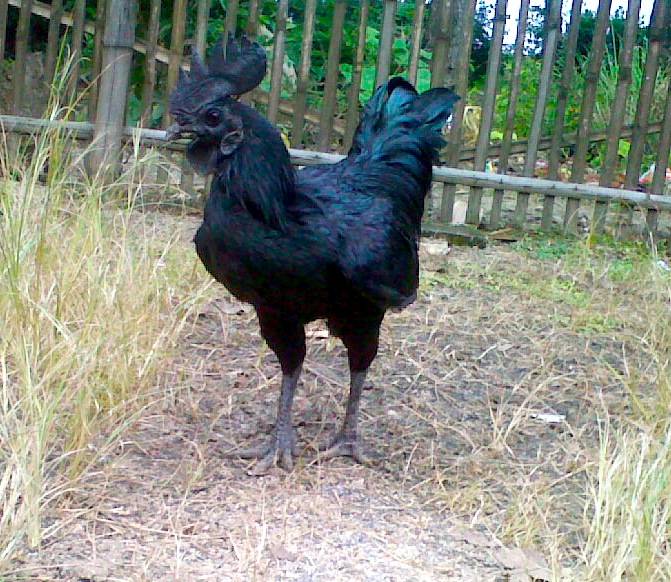 Ayam Cemani Her Şeyi Siyah Olan Tavuk / Horoz