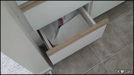 Funny Cat GIF • Cats are awesome! Magic drawer trick invisible and visible black cat [cat-gifs.com]