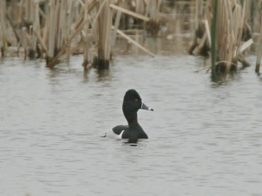 RING NECKED DUCK-WIGG ISLAND-RUNCORN-2ND APRIL 2005