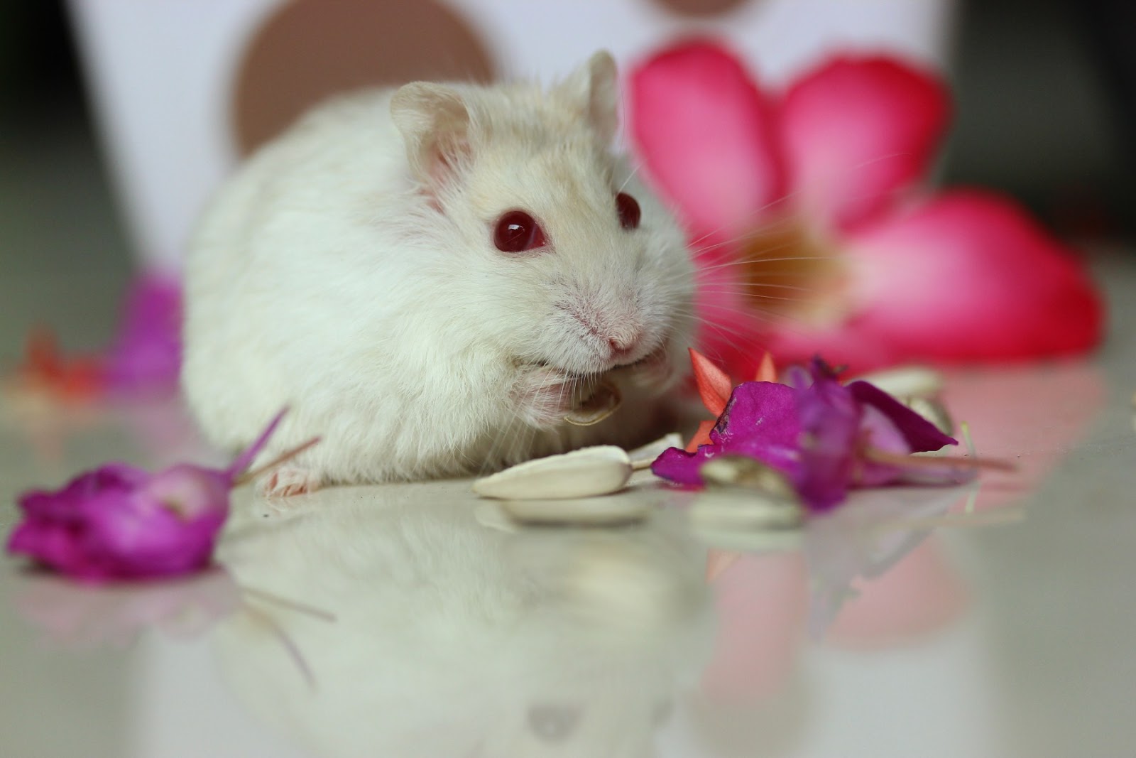 Hamster карточка. Хомяк качок. Карта хомяк. Хомяк для детей. Хомячок на английском.