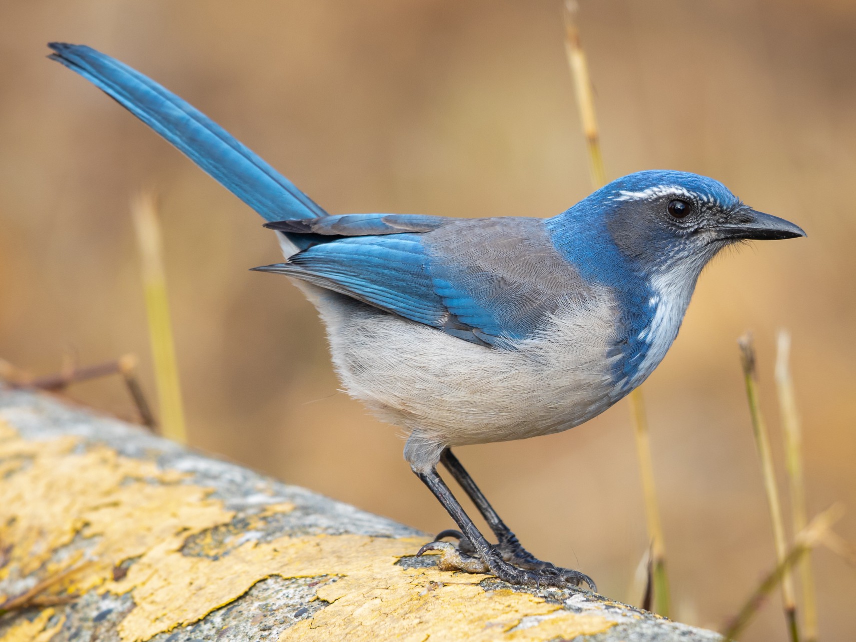 Scrub jay bird, identification of Genus Scrub jay, species & facts