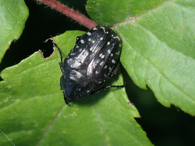 Oxythyrea funesta Oxythyrea funesta