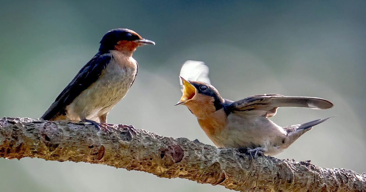 Wings Among Us House Swallows
