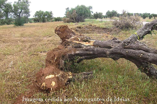 Guida Brito; Sem Sorrisos; Navegantes de Ideias