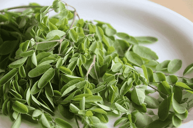 Moringa Leaves are an antidote to black magic and how to use them Moringa Leaves are an antidote to black magic and how to use them