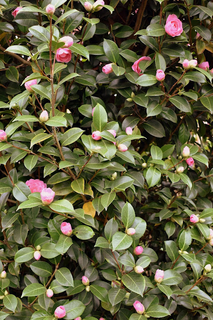 pink camellia blossoms on the bush