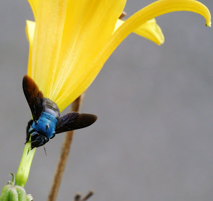 blue carpenter bee