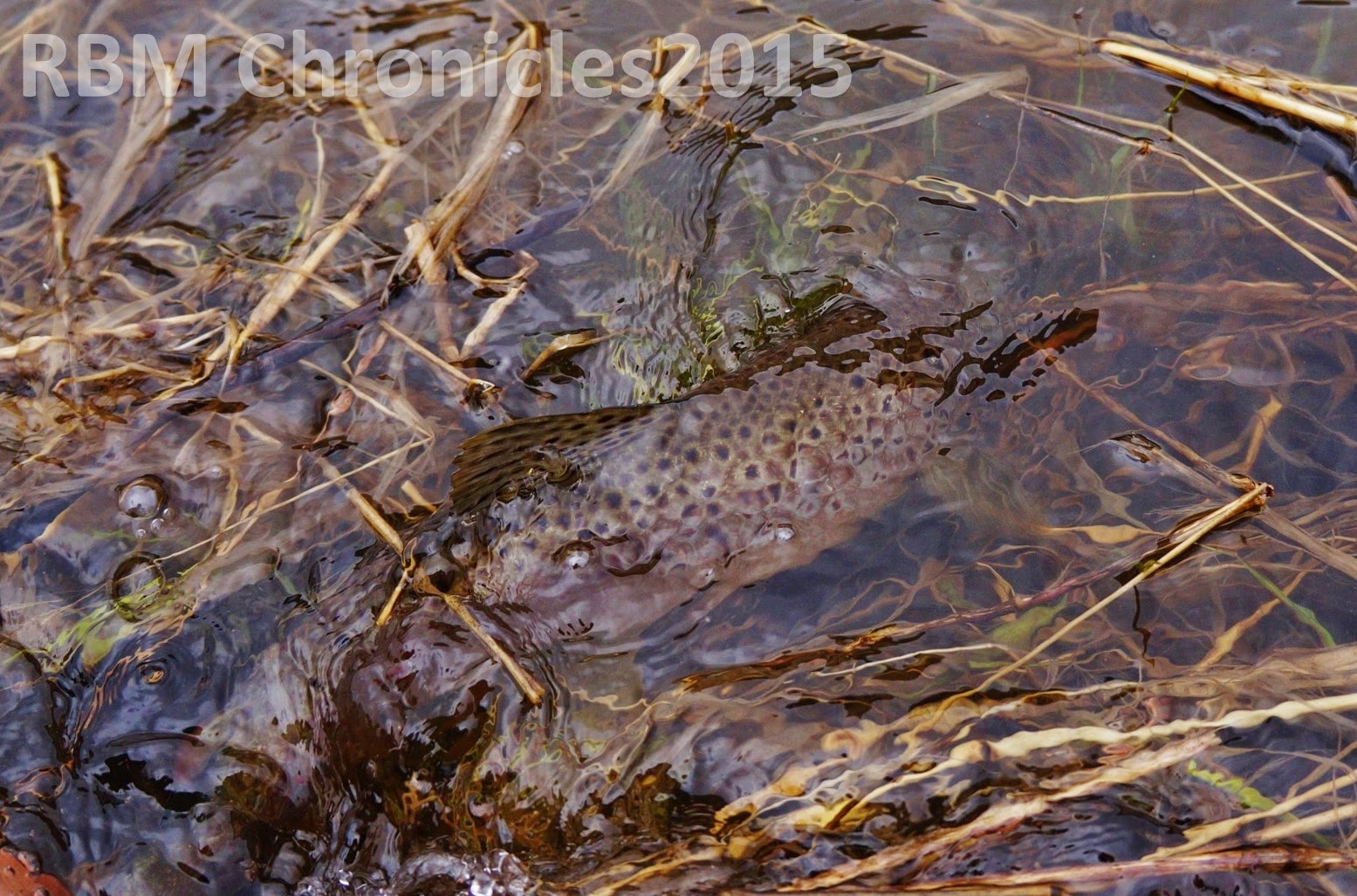 The Red Boat Mark Chronicles The Upper Clark Fork is off the hook!