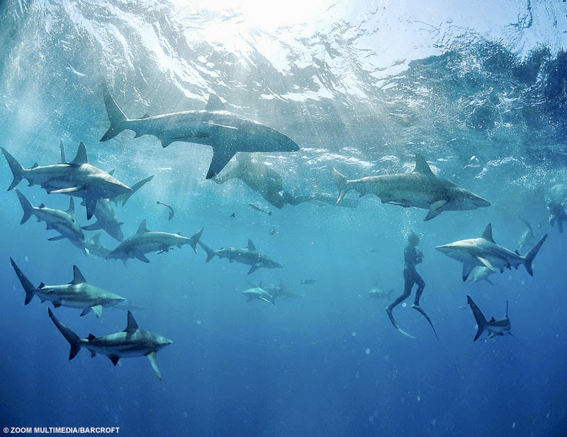 The Plank-Eyed Girl: Secrets to Swimming With a Shiver of Sharks