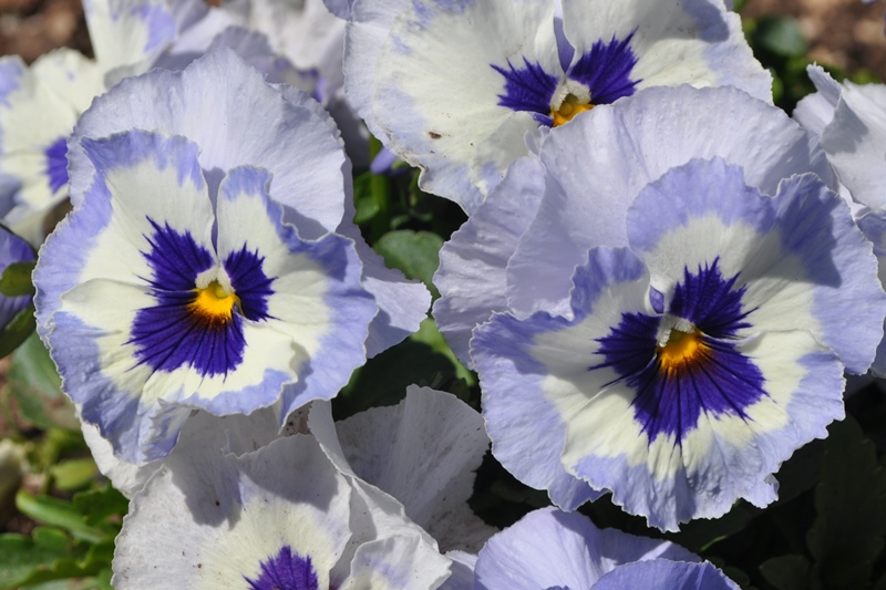 COHorts 2018 CSU Cool Season Trial Results