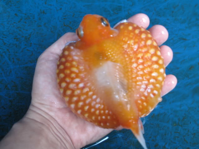 IKAN MAS KOKI JUMBO - SEMUA CARA BUDIDAYA HEWAN