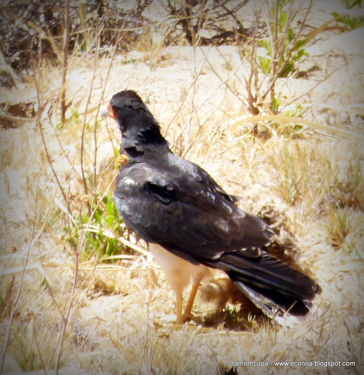 Aves del NOA y algo mas.. Matamico andino (Phalcoboenus megalopterus)
