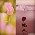 Tulip dan Mawar