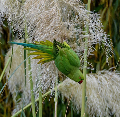 Parrot Images Parrot Images