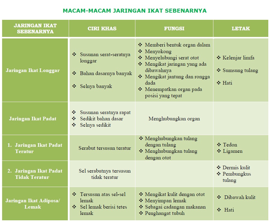 Jaringan Ikat