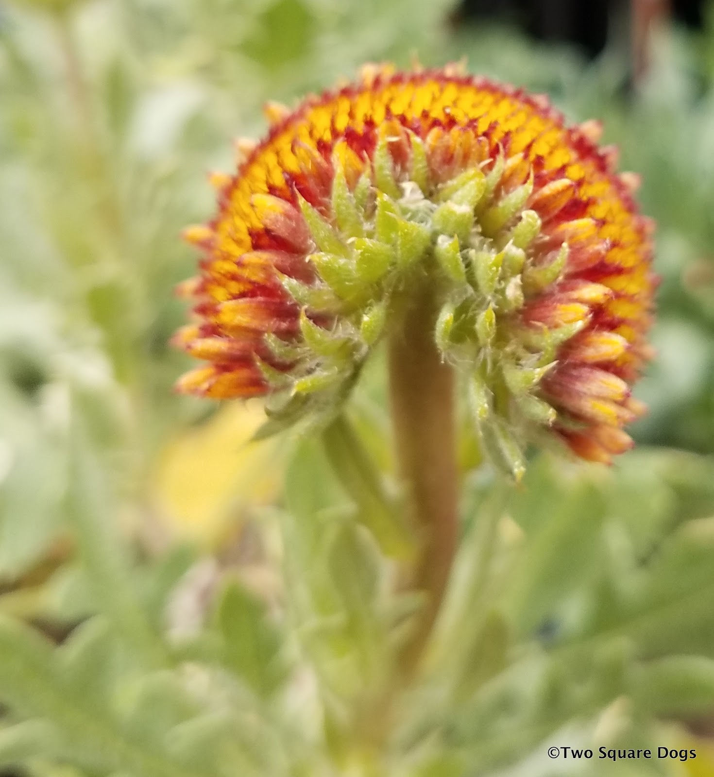 Two Little Square Black Dogs Tucson wildflowers.