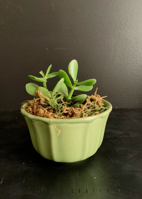 Ceramic dish holding a houseplant.