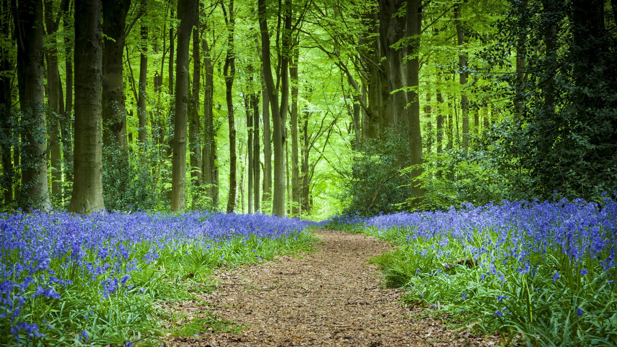 Forest, Path, Flowers, Spring iPhone Wallpapers