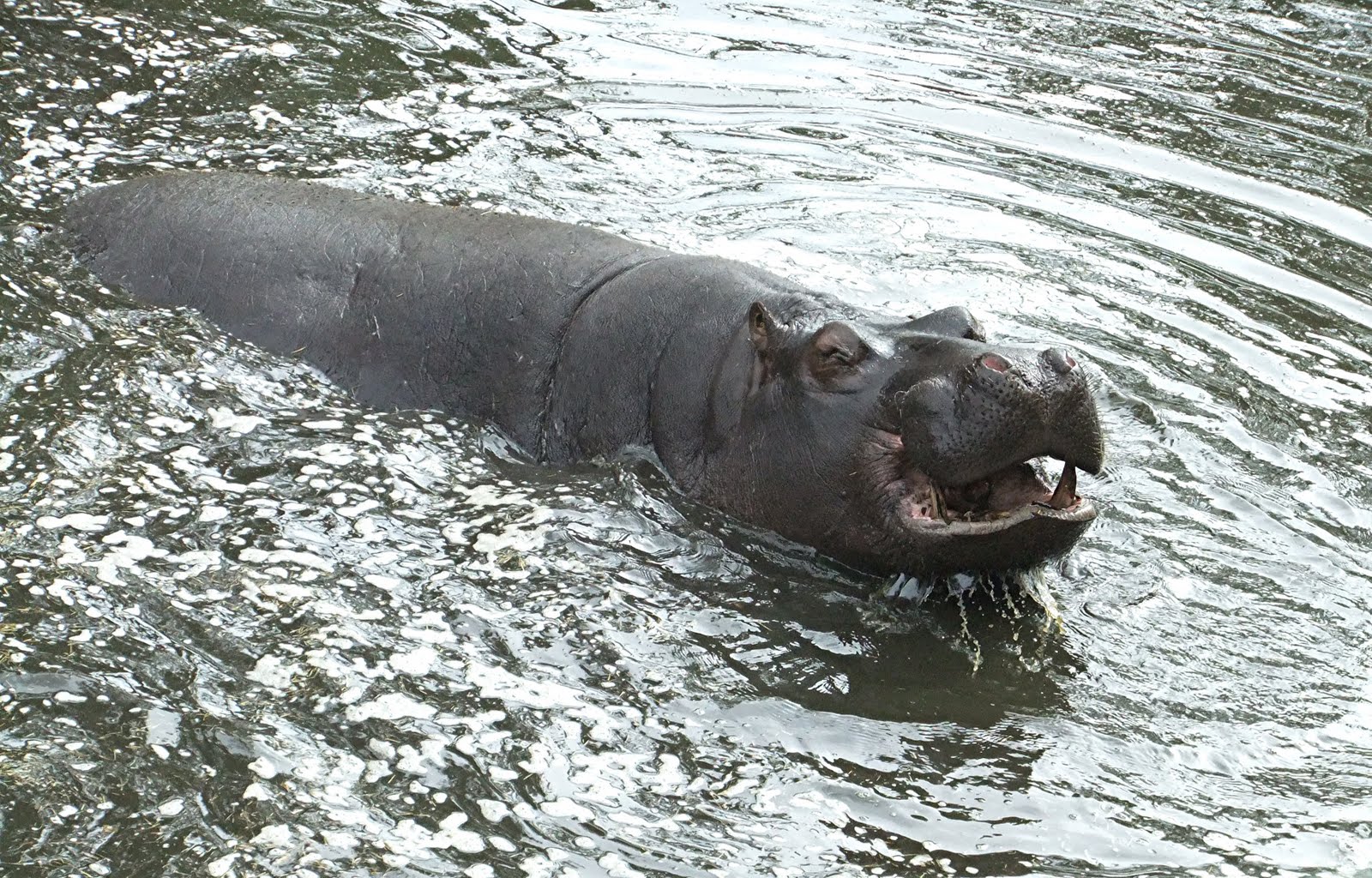 ShukerNature SURF HIPPOS, HERE THEY COME!