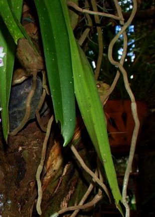 TISSUE CULTURE AND ORCHIDOLOGI: April 2010