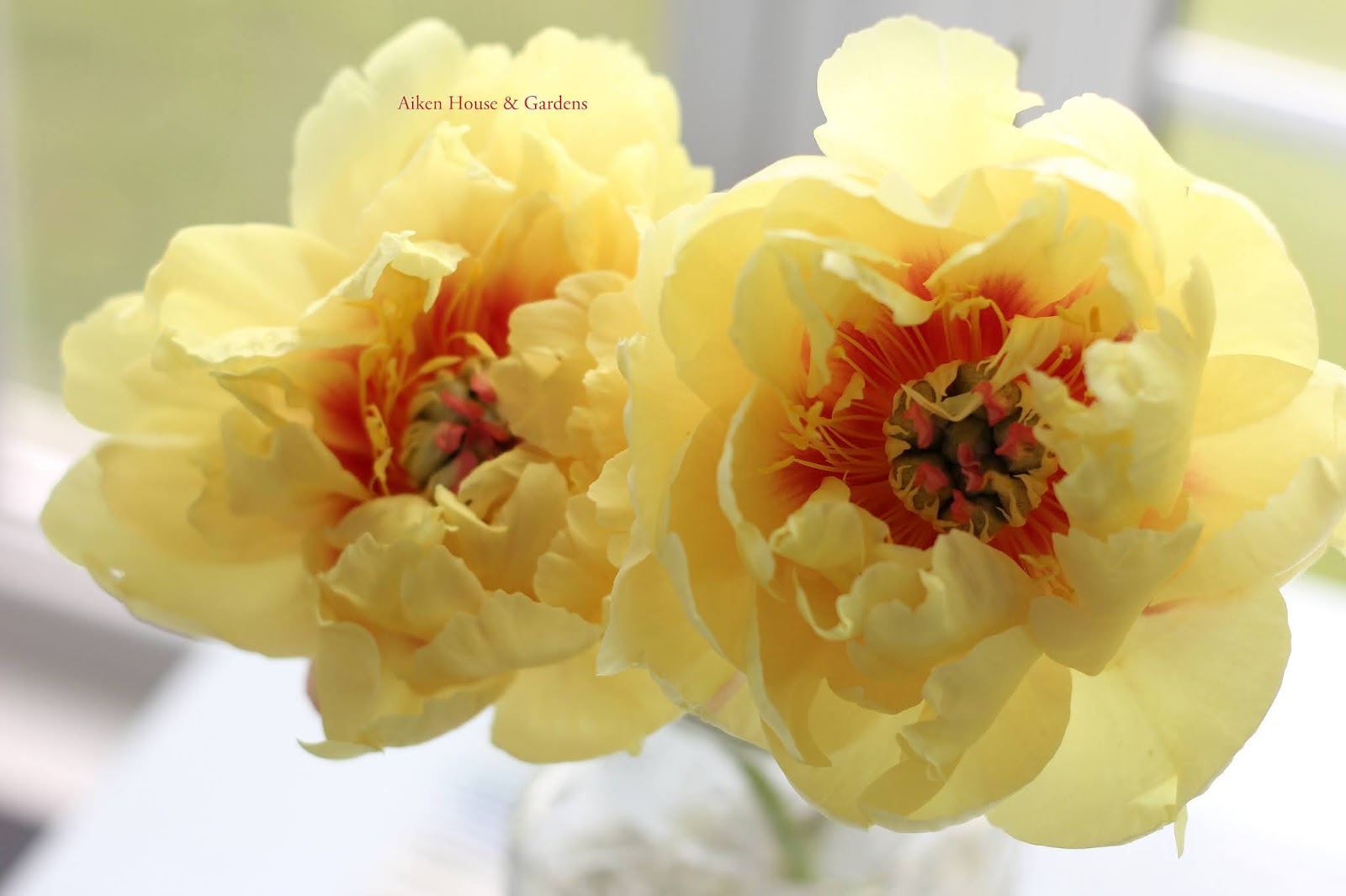 Aiken House & Gardens Golden Yellow Peonies