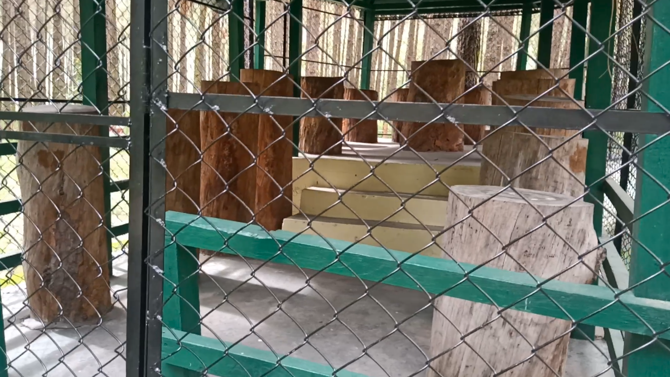 asia tallest tree uprooted dehradun uttarakhand in hindi