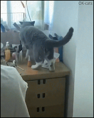 Funny Cat GIF • 2 cats fighting. CATastrophe, pets of chaos! The make up corner is dead! RiP+ Funny Cat GIF • 2 cats fighting. CATastrophe, pets of chaos! The make up corner is dead! RiP+