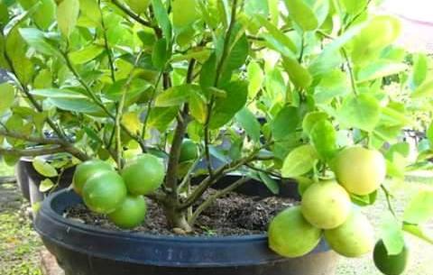 Tanaman buah  yang cocok di tanam  dengan sistem tambulapot