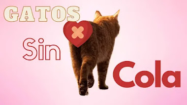 6 Razas de gatos sin cola