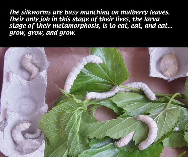SilknThreads LIFE CYCLE OF SILKWORMS