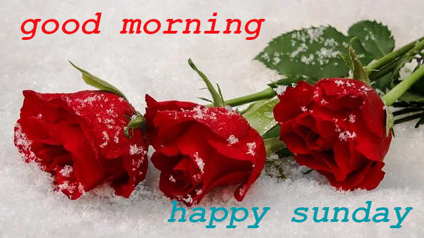 Wish You  Good Morning Happy Sunday