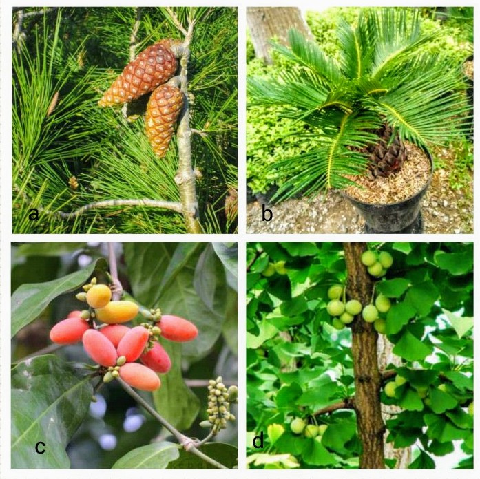 Tumbuhan Berbiji Terbuka Yang Dapat Dijadikan Sebagai Tanaman Hias Adalah Belajar Lif Co Id