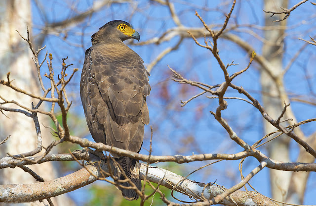 Đi tour Bản Đôn săn ảnh chim trong rừng khộp Yok Đôn