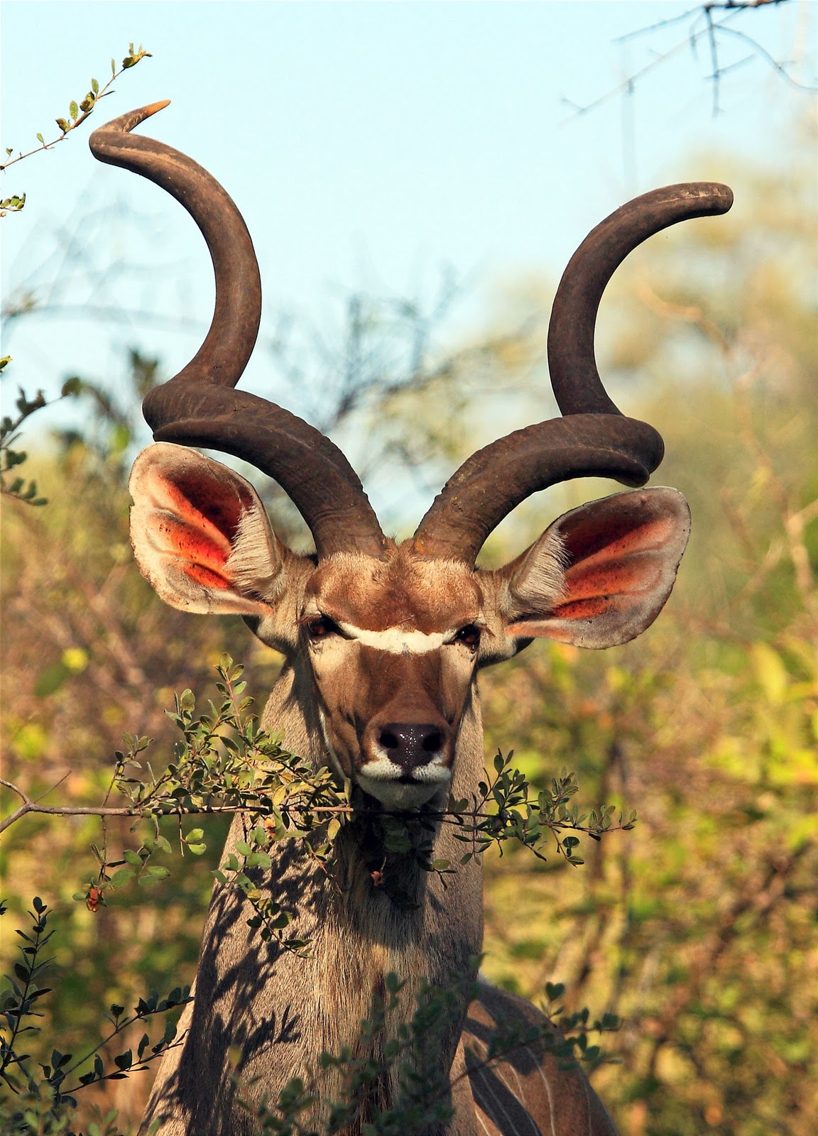 Pictures Of Animals With Horns