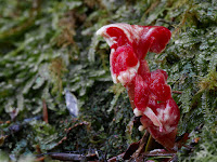 Scarlet Waxcap Fungus A red fungus that looks like a flower made of raw meat