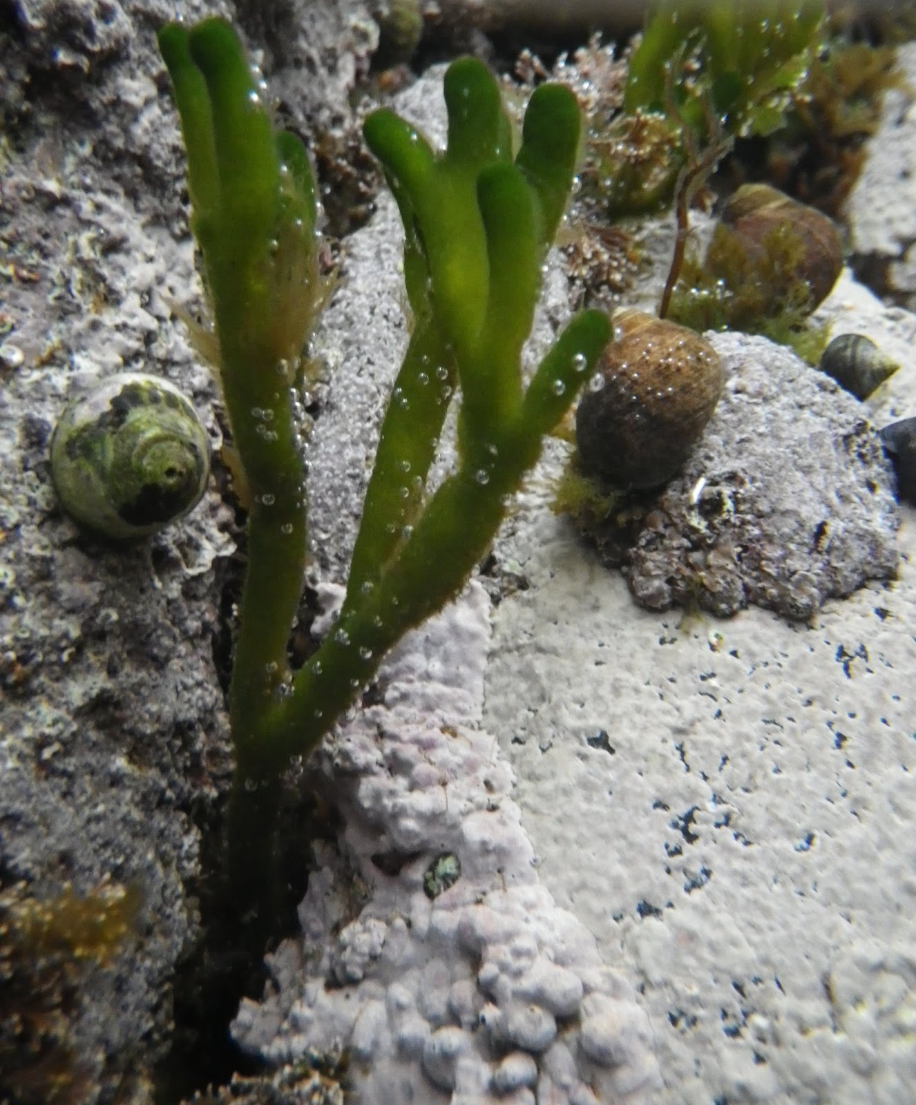 Rock Pooling: Rock Pooling destination: Mallaig, Scotland May 2013